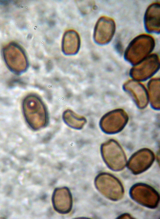 Un fungo ed i suoi abitanti (Cfr. Coprinellus sp.)